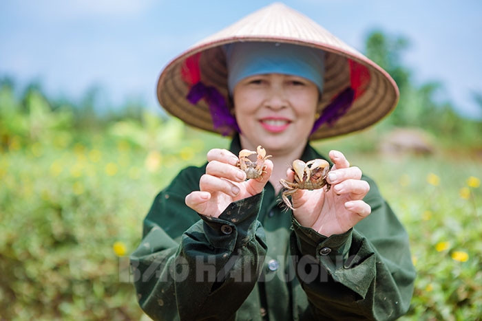 [Photos] Catching fiddler crabs in An Thanh